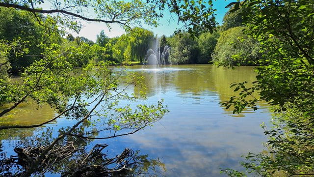 Der Weiher im Martin-Luther-King-Park beherbergt eine vielfältige Tier- und Pflanzenwelt Ein Weiher umringt von Bäumen und Sträuchern, und in der Mitte eine Wasserfontäne, Foto: Manfred Sattler