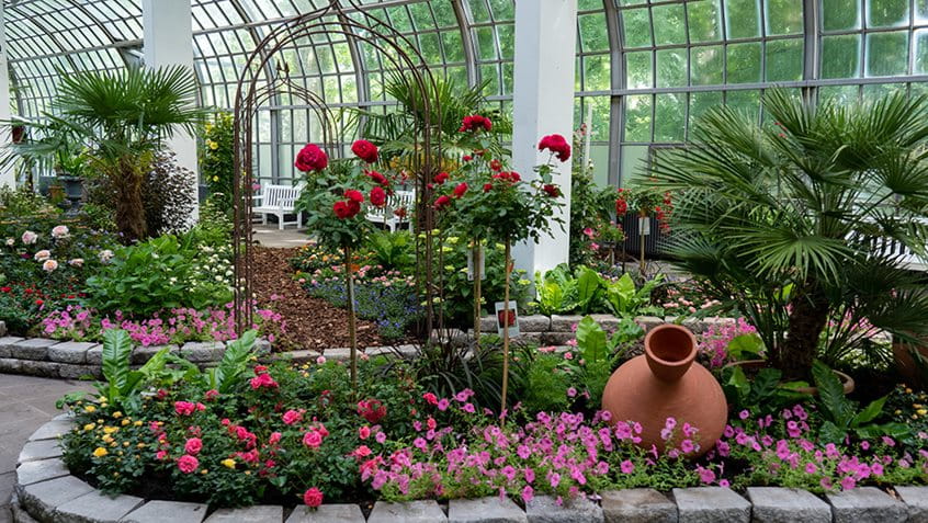 Die Rosenschau in der Galerie am Palmenhaus