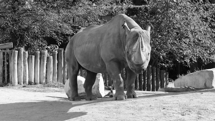Das Spitzmaulnashorn Kalusho, Foto: Zoo Frankfurt
