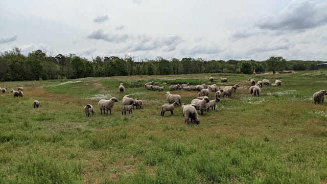 Schafe weiden auf den Sandmagerrasenflächen im Rennbahnpark