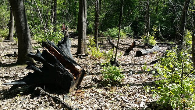Verkohlte Baumreste Verkohlte Baumreste verdeutlichen die verheerenden Folgen von Waldbränden – Vorsicht ist jetzt wichtiger denn je