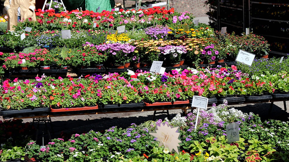 Der Blumenmarkt auf dem Liebfrauenberg, (c) Stadt Frankfurt am Main, Foto: Stefan Maurer