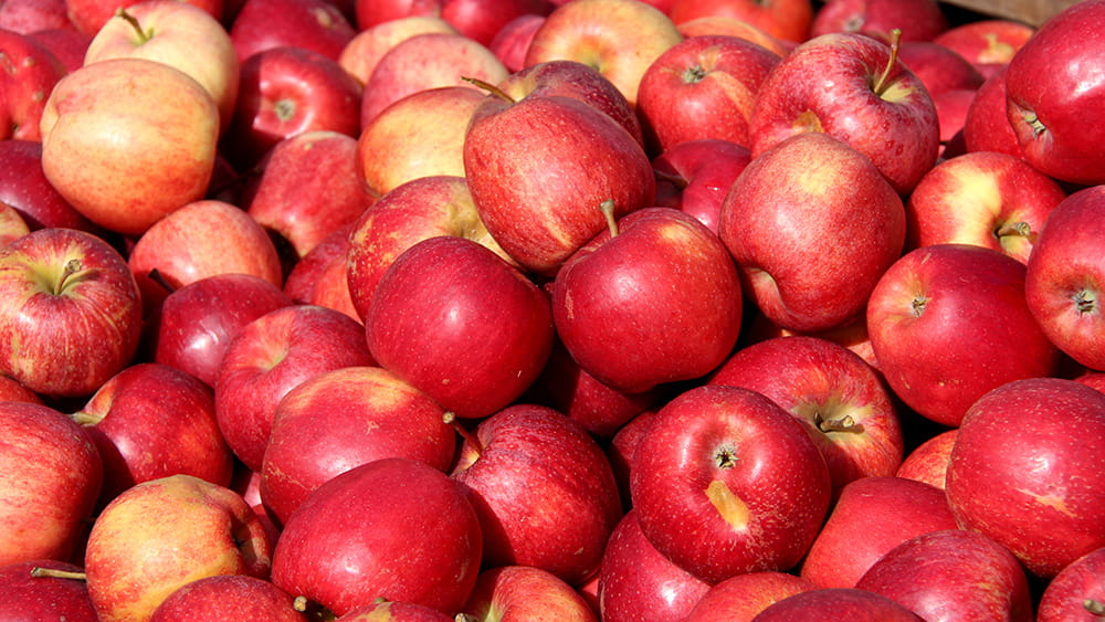 Äpfel bei einem Erntefest, Foto: Stefan Maurer
