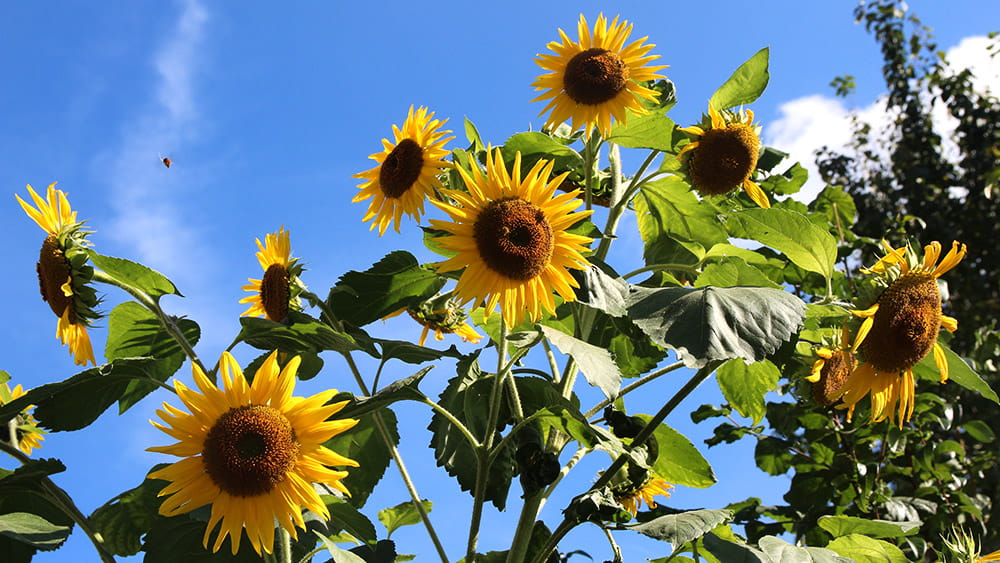 Sonnenblumen im Sommer, (c) Stadt Frankfurt am Main, Foto: Stefan Maurer