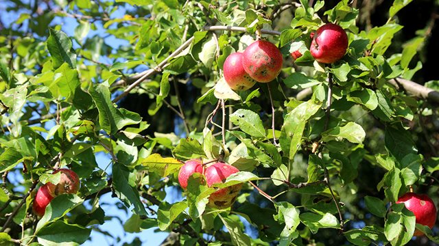 Ein Apfelbaum mit Obst in Berkersheim, (c) Stadt Frankfurt am Main, Foto: Stefan Maurer