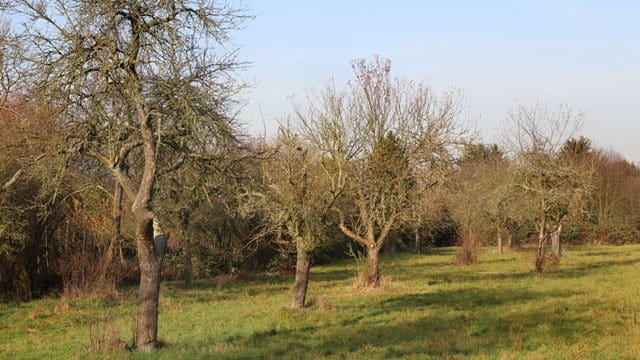 Streuobstwiese im Sossenheimer Unterfeld Streuobstwiese im Sossenheimer Unterfeld, Foto: Stefan Maurer