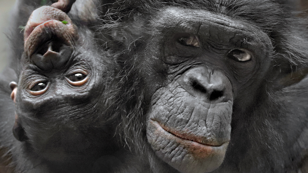 Bonobo Yango und Panisco, Foto: Matthias besant