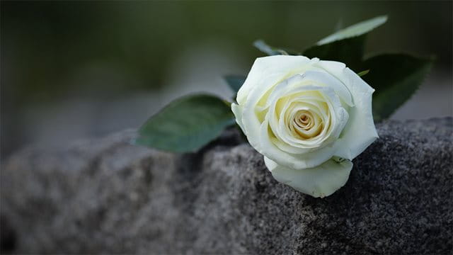 Weiße Rose auf Grabstein