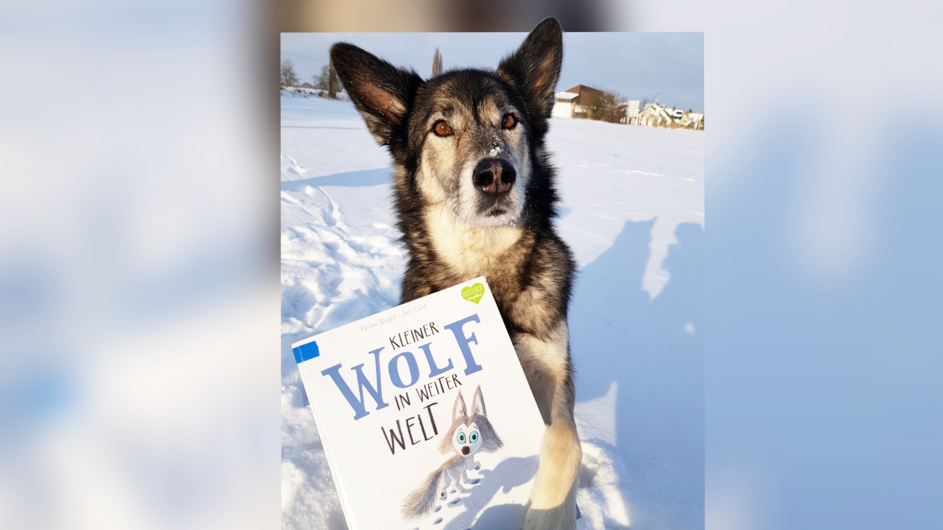 Hund im Schnee mit dem Buch zwischen den Pfoten. 