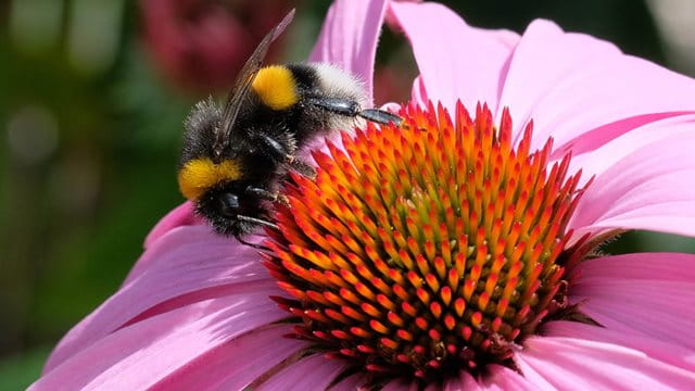 Eine Hummel sitzt auf einer pinken Blume Eine Hummel sitzt auf einer pinken Blume