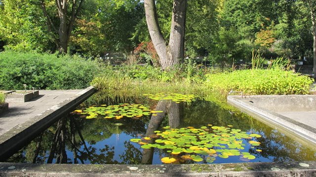 Pond with water lilies in the Botanical Garden, Photo: Grünflächenamt