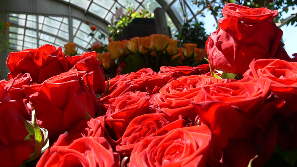 Rose Festival at Palm Garden, Photo: Palmengarten Frankfurt