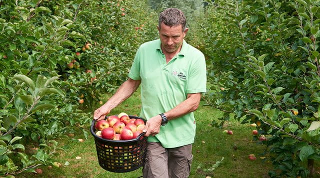 Gärtner mit Äpfeln
