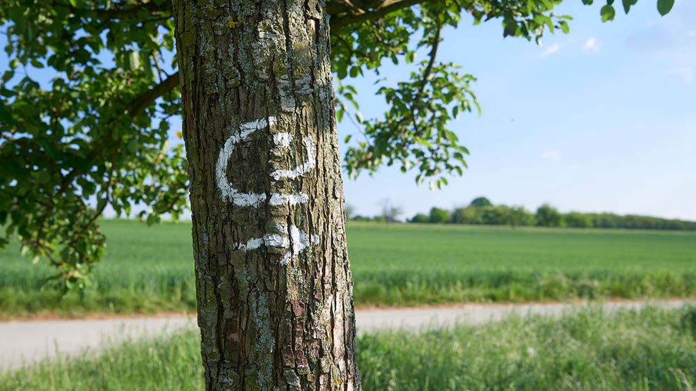 Logo des Grüngürtels an einem Baum am Berger Rücken