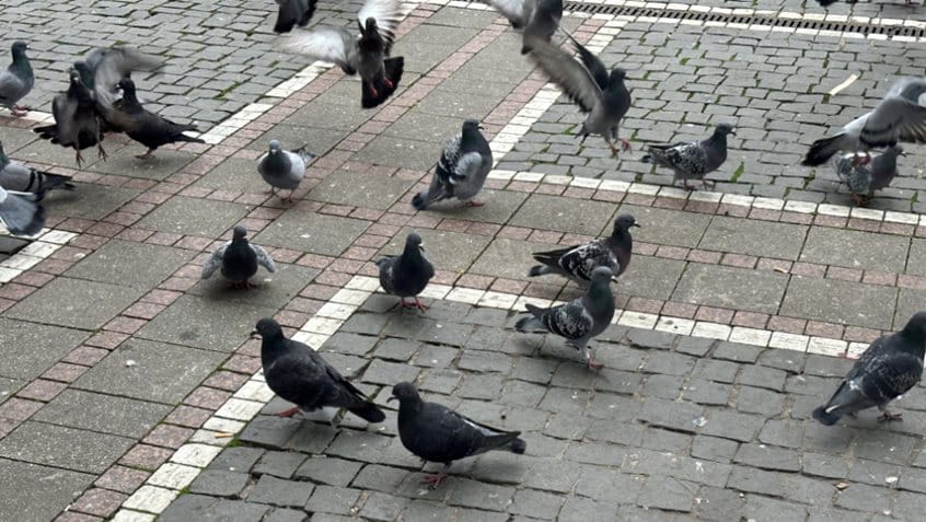 Tauben auf der Konstabler Wache