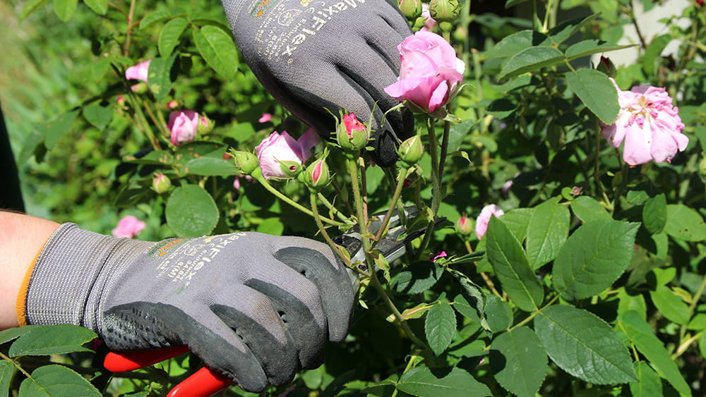 Beschnitt von Rosensträuchern mit einer Gartenschere, Foto: Stefan Maurer