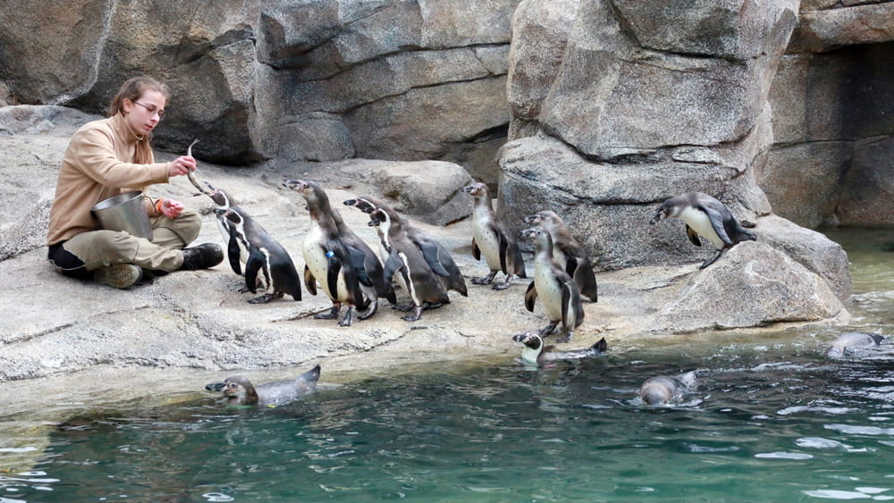 Eine Tierpflegerin füttert die Humboldt Pinguine auf der Aussenanlage im Zoo. Der Vorderste nimmt der Tierpflegerin gerade mit dem Schnabel einen Fisch aus der Hand. Hinter ihm stehen noch mehrere Pinguine an.
